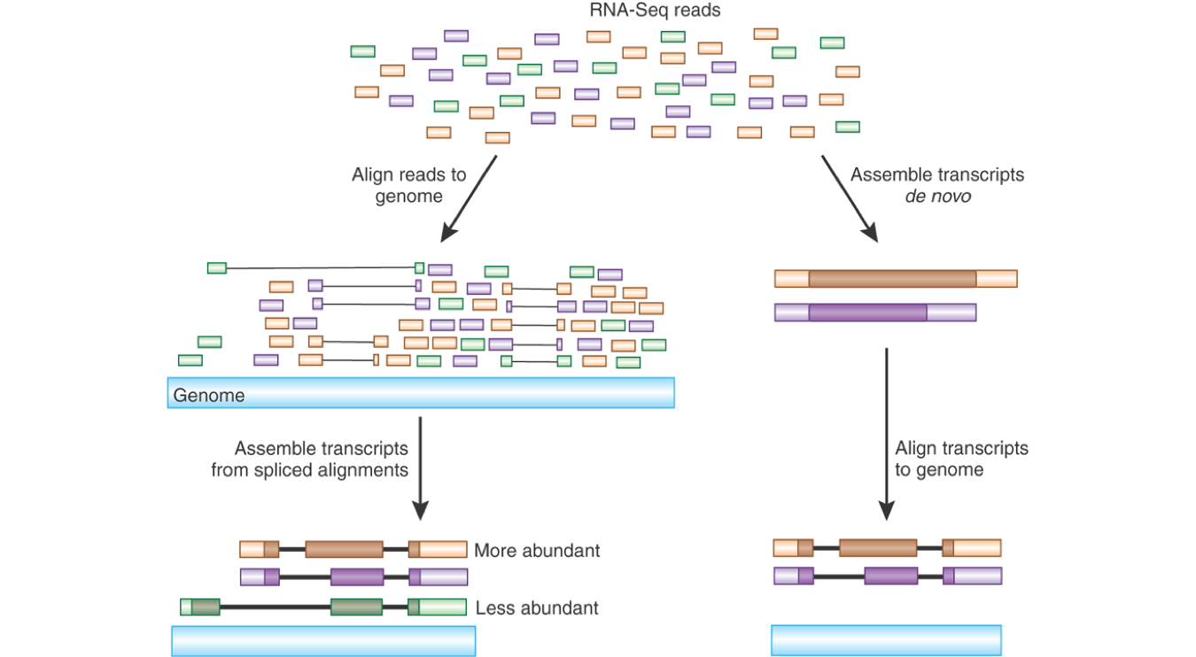 Rna Seq Analysis Ngs Analysis