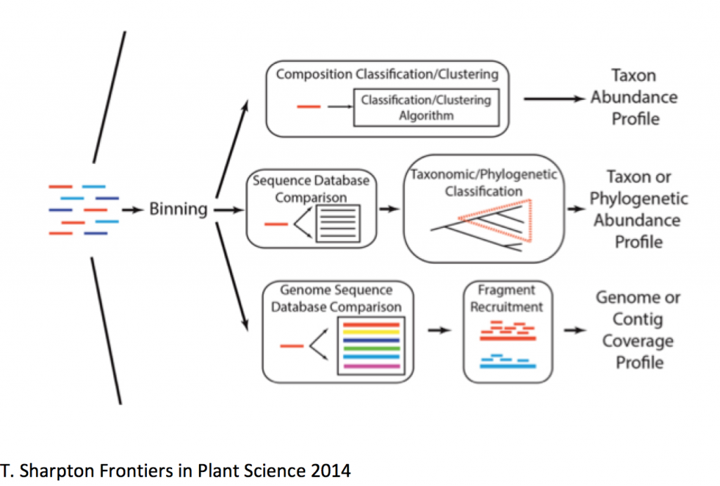 Frontiers  Taxonomical composition and functional analysis of