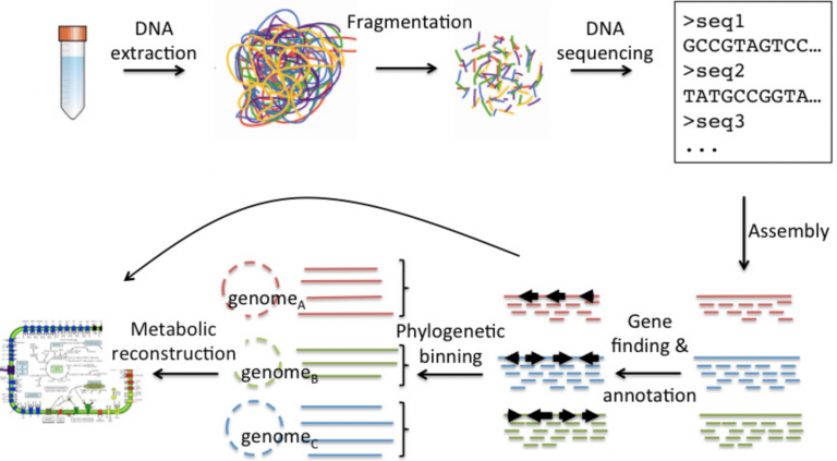 Metagenomics – NGS Analysis